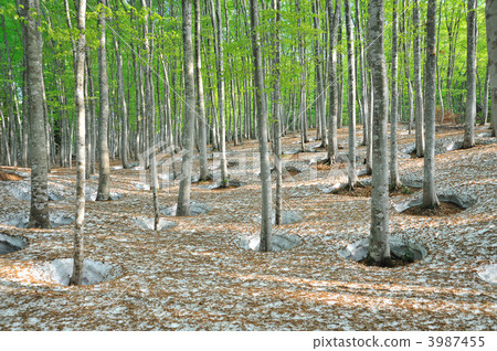 Beautiful Forest Spring 3987455
