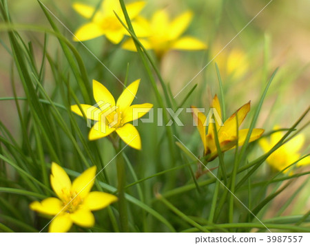 Cellowianam (Yeon) Cellowianam (Yeon) 3987557