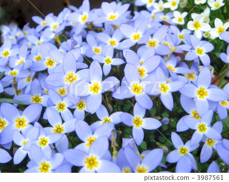 Hinasou（淺紫色） 3987561