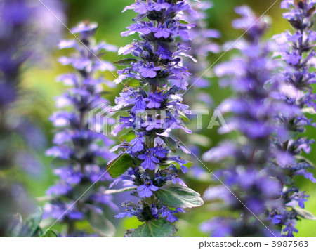 Ajga · reptans 3987563