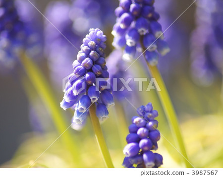 Muscari Armenian cam (general breed) 3987567