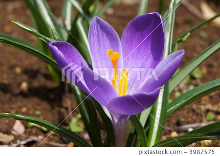 番紅花(紫色) 番紅花(紫色) 3987575