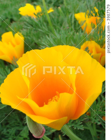 加州罌粟 3987579