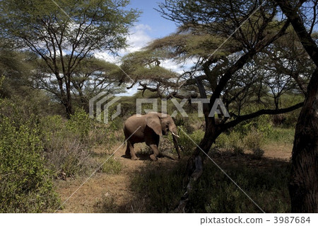 African elephant walking in the trees African elephant walking in the trees 3987684
