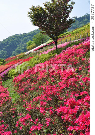 Azalea Park 3987727