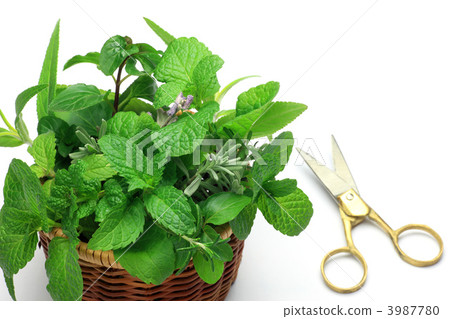 草本收穫 3987780