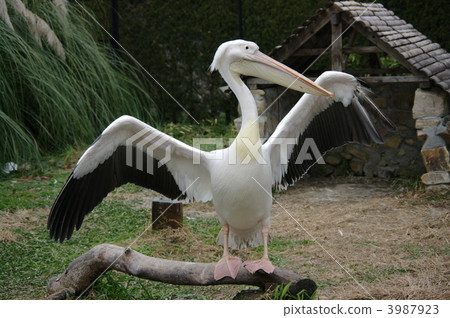 Pelican Pelican 3987923