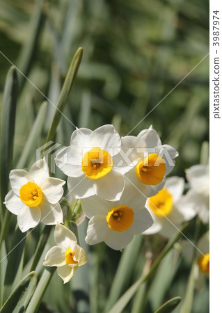 Narcissus 3987974