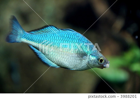 Neon Dwarf Rainbow 3988201