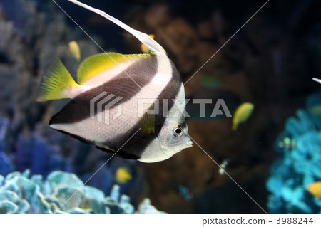 石斑紅魚 3988244
