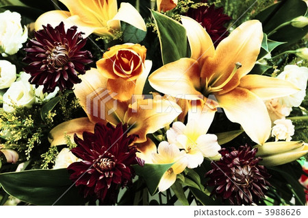 彩色的花朵 3988626