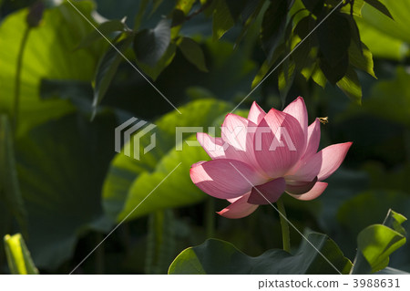 Honeybee's rest 3988631