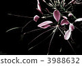 flower, flowers, cool 3988632