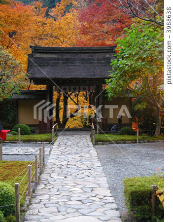 Jakkoin的秋天 3988638