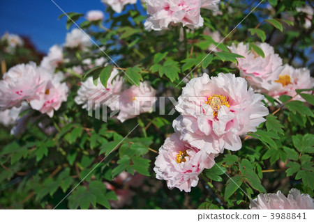 牡丹餅 牡丹 協作 3988841