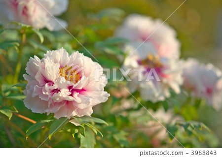 芍藥園 牡丹餅 牡丹 3988843