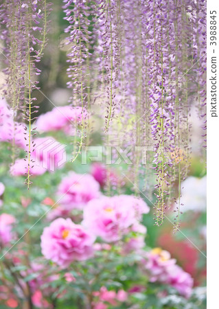 紫藤 日本紫藤 芍藥園 3988845