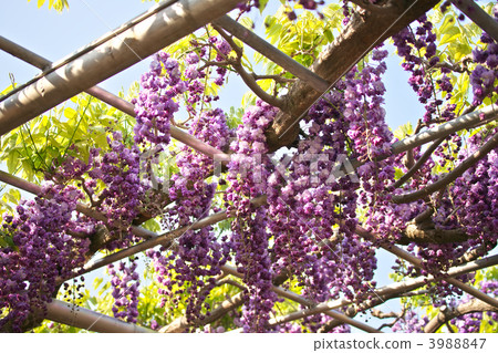 紫藤 一串 塞滿 3988847