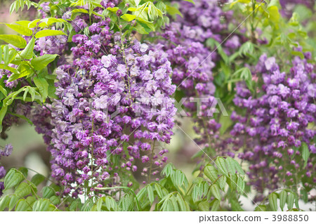 紫藤 熏衣草 淡紫色 3988850