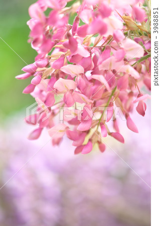 紫藤 足利花園 黃金周 3988851