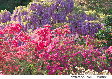 足利花園 微風 束 3988859