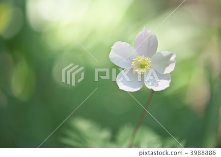 anemone nikoensis, warm breeze, broadleaf tree 3988886