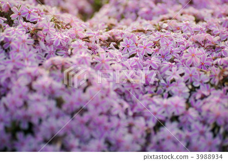 moss phlox, conifer, lime 3988934