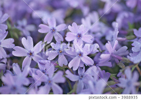 moss phlox, conifer, lime 3988935