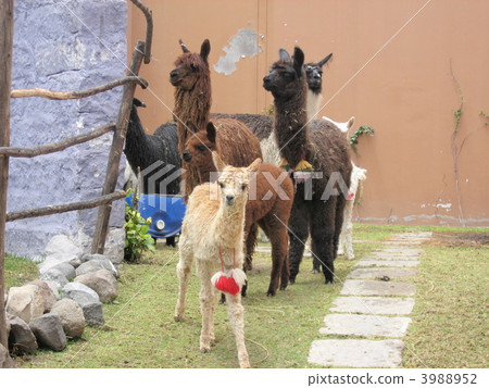 Arequipa's Alpaca (Peru) 3988952