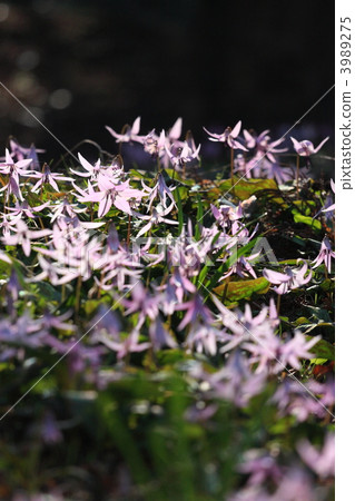 Katakuri flowers 3989275