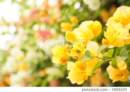 Bougainvillea Bougainvillea 3989293