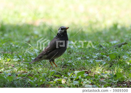 Mustard star 3989300