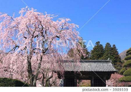 Bamboo cherry blossoms of Honkyoji 3989339
