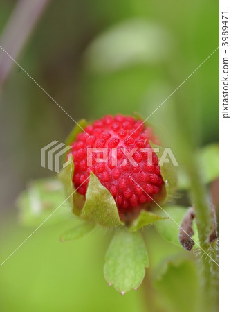 Hevietichigo的果實 3989471