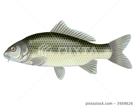 一條鯉魚 一條鯉魚 3989626