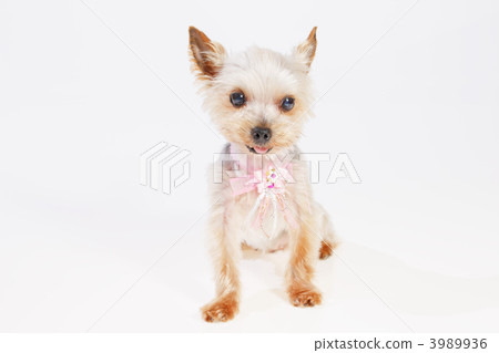 約克夏犬 3989936