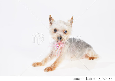 約克夏犬 約克夏犬 3989937