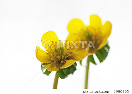 Yellow flower cells 3990205