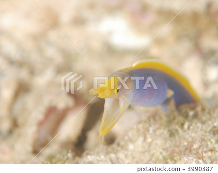 Tsubomi hanabi 3990387