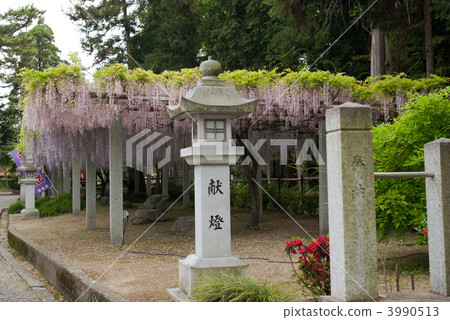 三大神社的紫藤格子 3990513