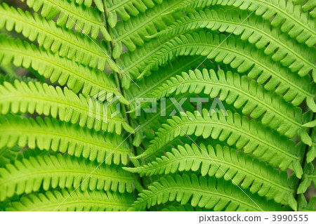 Leaf order of Oshida Leaf order of Oshida 3990555