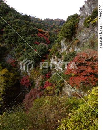 The autumnal leaves of the Meiji no Mori Mino quasi-national park 3990901