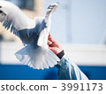 black-headed gull, bird, birds 3991173