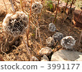 honeycomb, beehive, brown 3991177