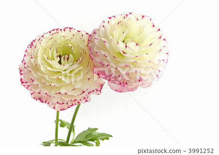 兩輪毛茛屬植物 3991252