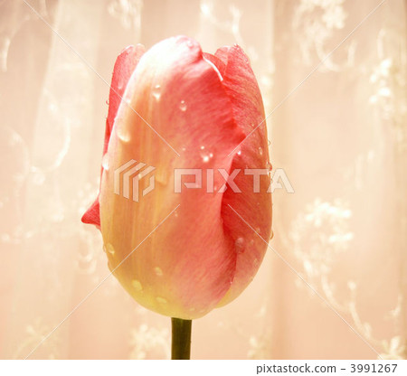 鬱金香 植物 植物學 3991267