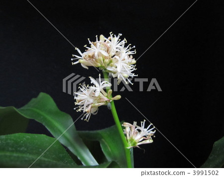 dracaena massan guiana, bloom, blossom 3991502