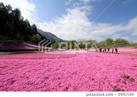Shiba cherry tree at Chichibu Izan Park 3991540