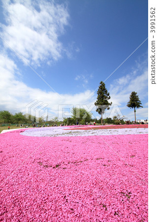 Shiba cherry tree at Chichibu Izan Park 3991562
