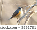 Ruribitaki 3991781
